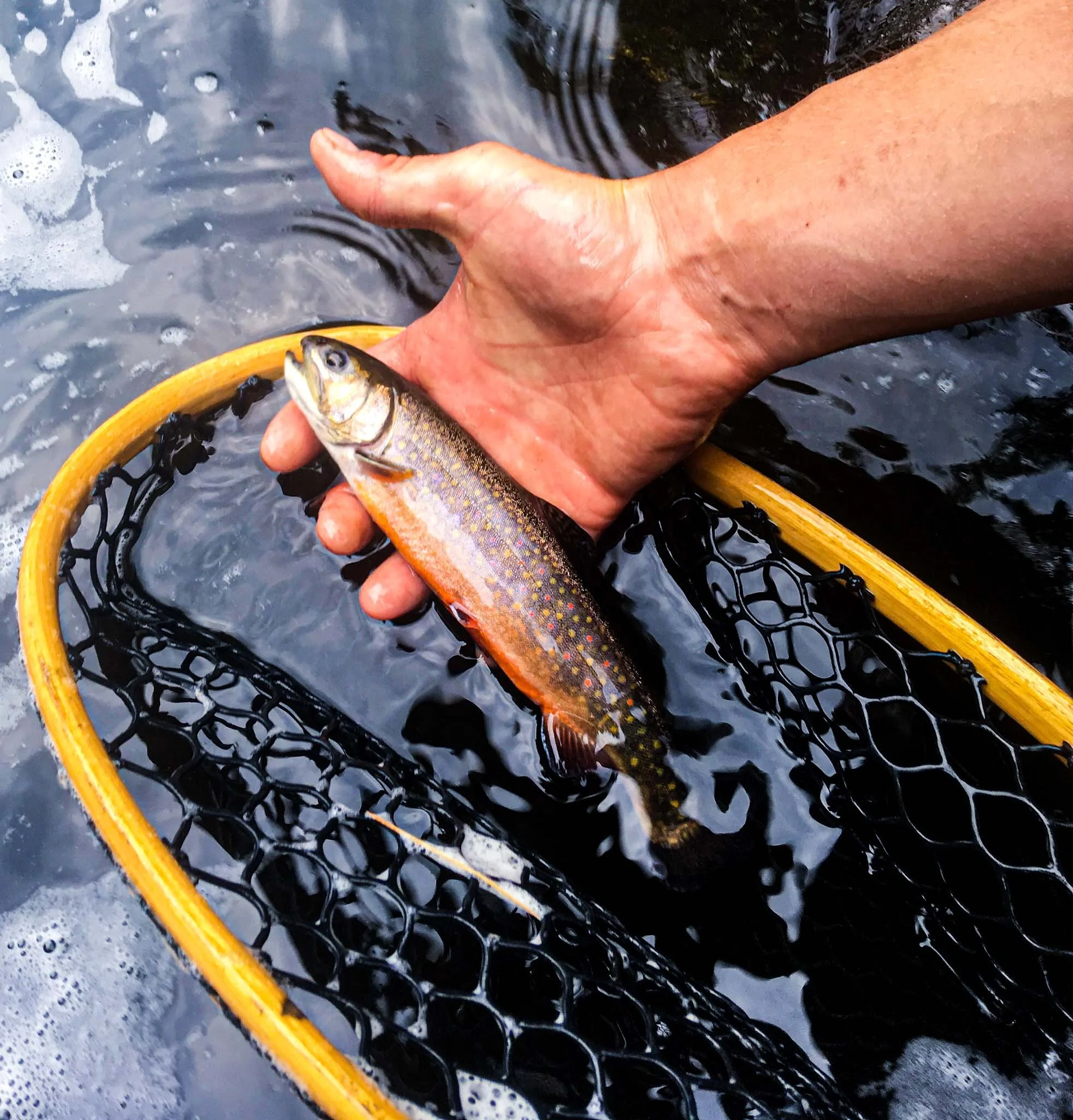 Picture+of+Brook+Trout+Caught+by+Maine+Fishing+Guides Resized.jpg