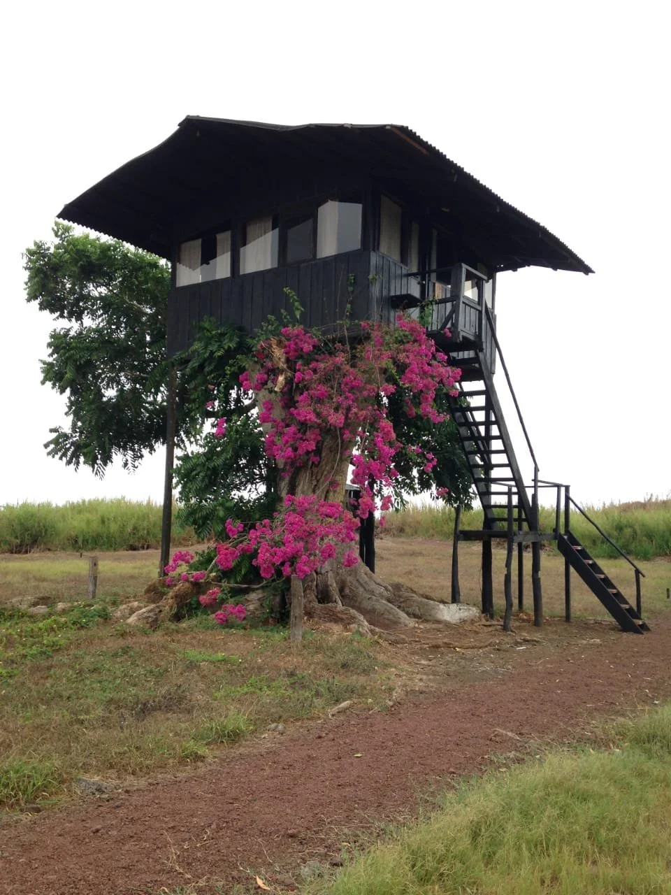 Tree+house.jpeg