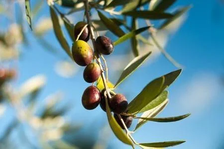 Frantoio : un classique italien