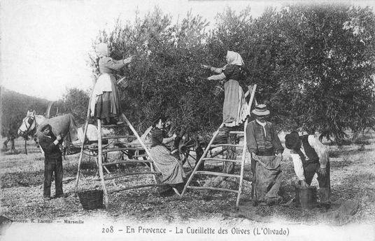L'huile d’olive au temps du métayage