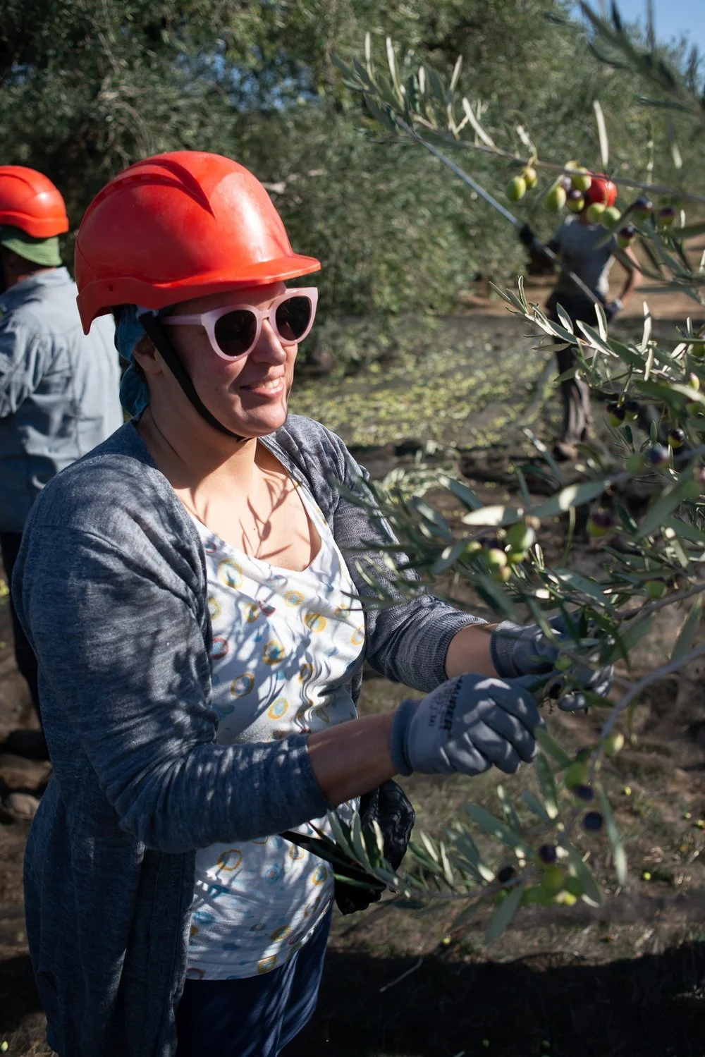Récolte dans les Pouilles : retour en images !