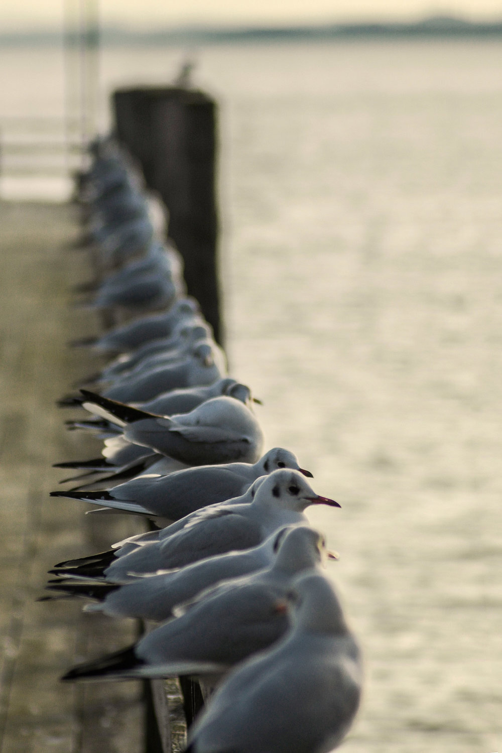 flock-of-birds.jpg