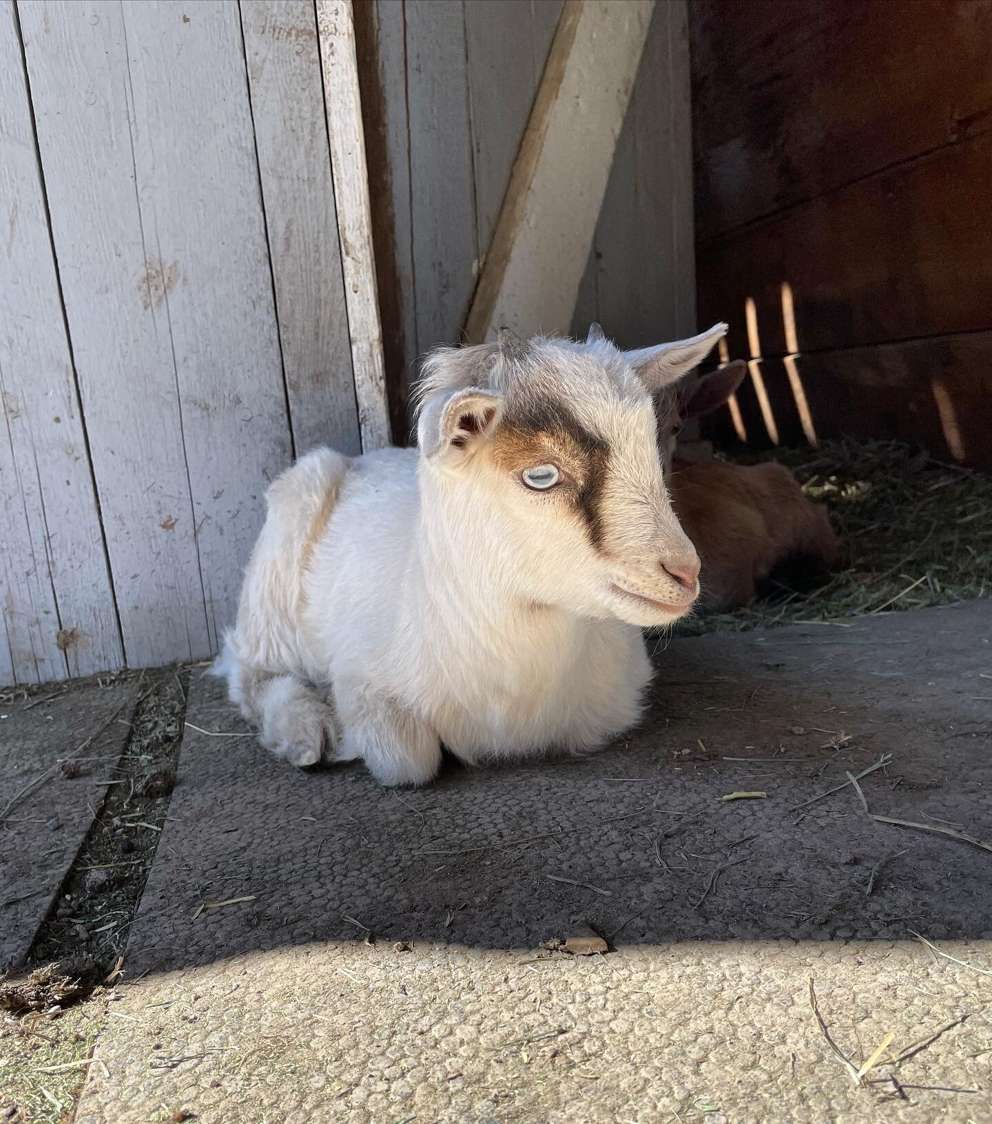 Happy Saturday everyone! 

#smallbusiness #missoulamontana #spring #babygoats #goats #smallbusinessowner #missoulamoment #missoulamt #localbusiness #springweather #enjoyingthesun #getoutside