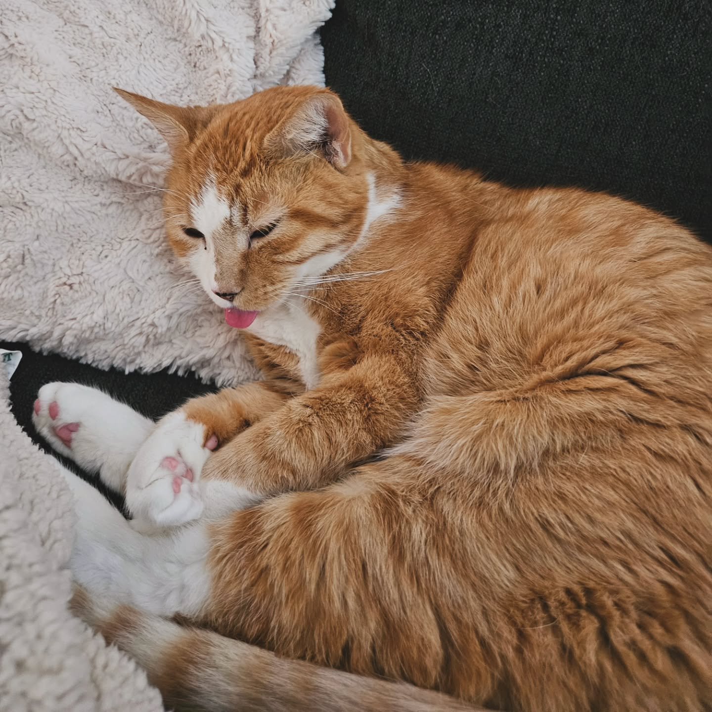 My silly boy as we enjoy our Monday morning ⛅️ 
&bull;
Sammy loves our routines &amp; he's been a little cranky with the chaos surrounding his sister Luna, so he's extra clingy these days 🐱
&bull;
#catmomsofinstagram #mondaymorning #igwriter #orange