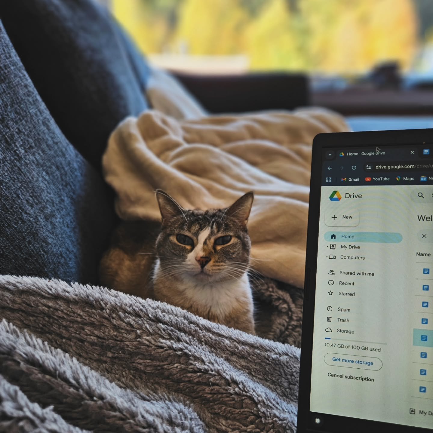 ✨️Writing Update✨️

This week has been a little overwhelming because when this little kitty isn't glaring at her mama to get her work done, she's spending her days at the vet.
&bull;
In between taking her for shots and checkups, I managed to make som