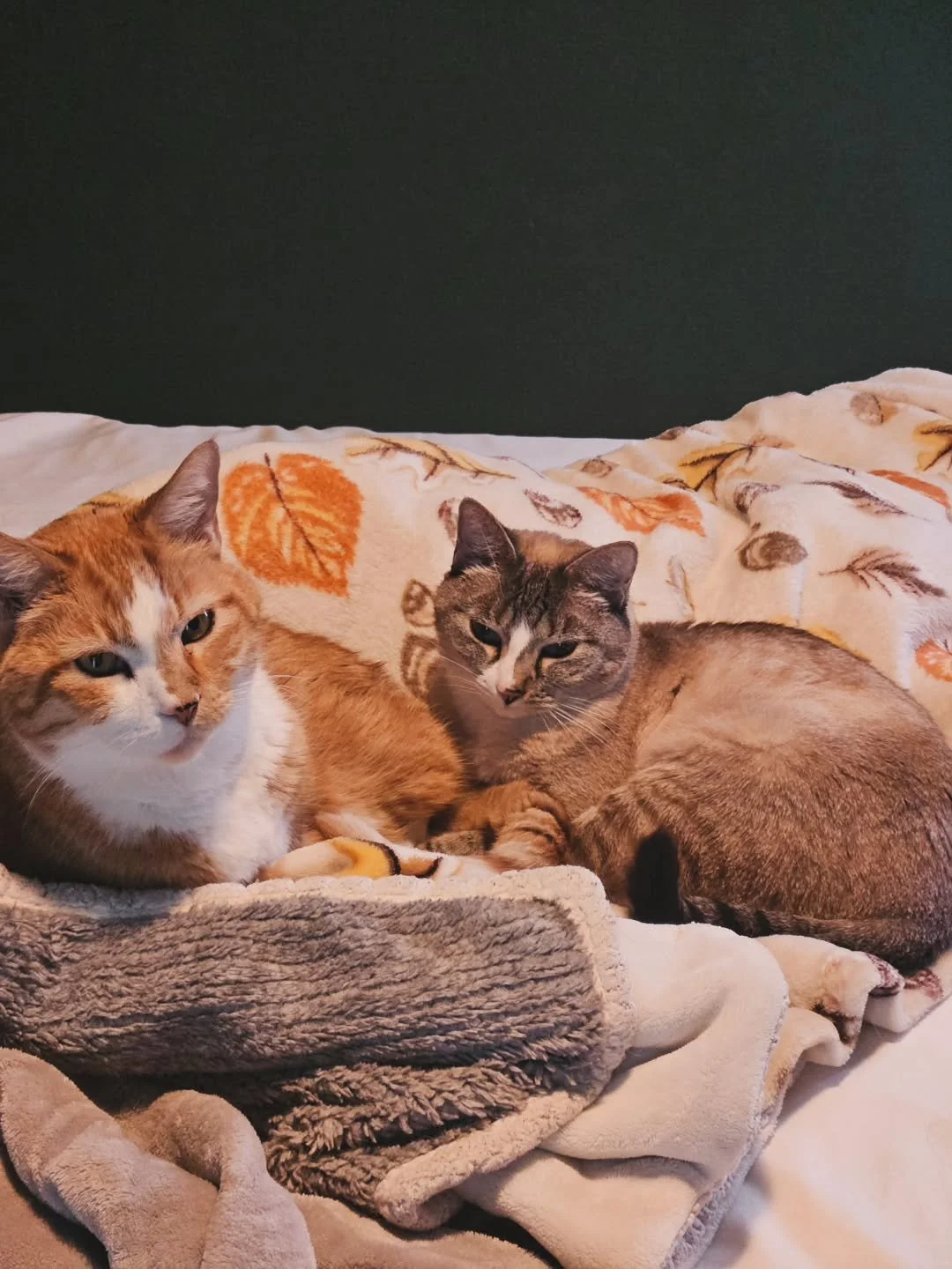 🐾 Happy caturday from these kitties who just want the light turned off.

This week has been super busy, but in between errands &amp; picking up messes, I managed to make some major progress on my writing. 

This time around I'm focused on making sur