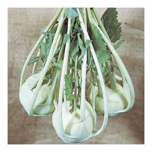 kohlrabi1.jpg
