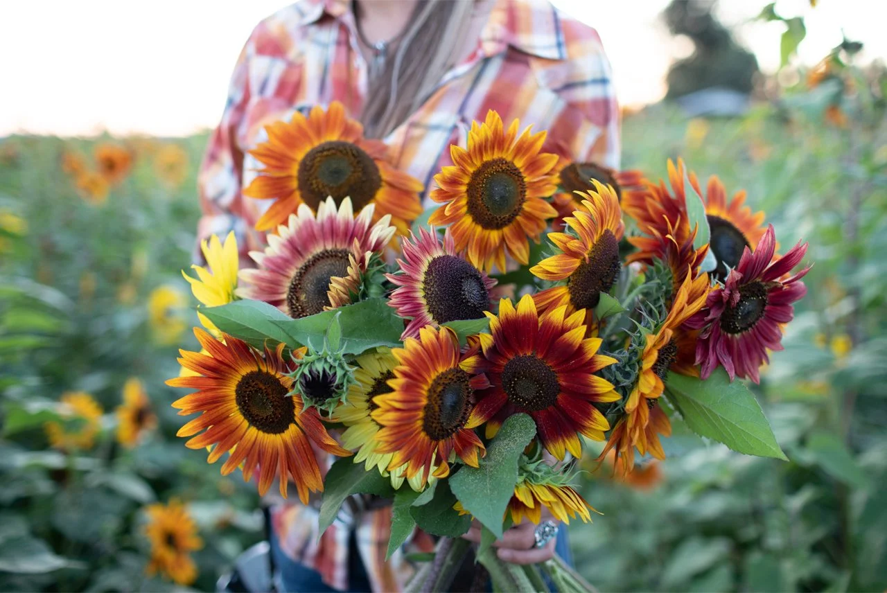 Sunflower Bouquet