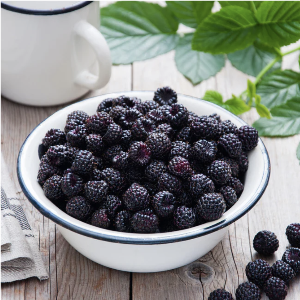 Blackcap Rasberries