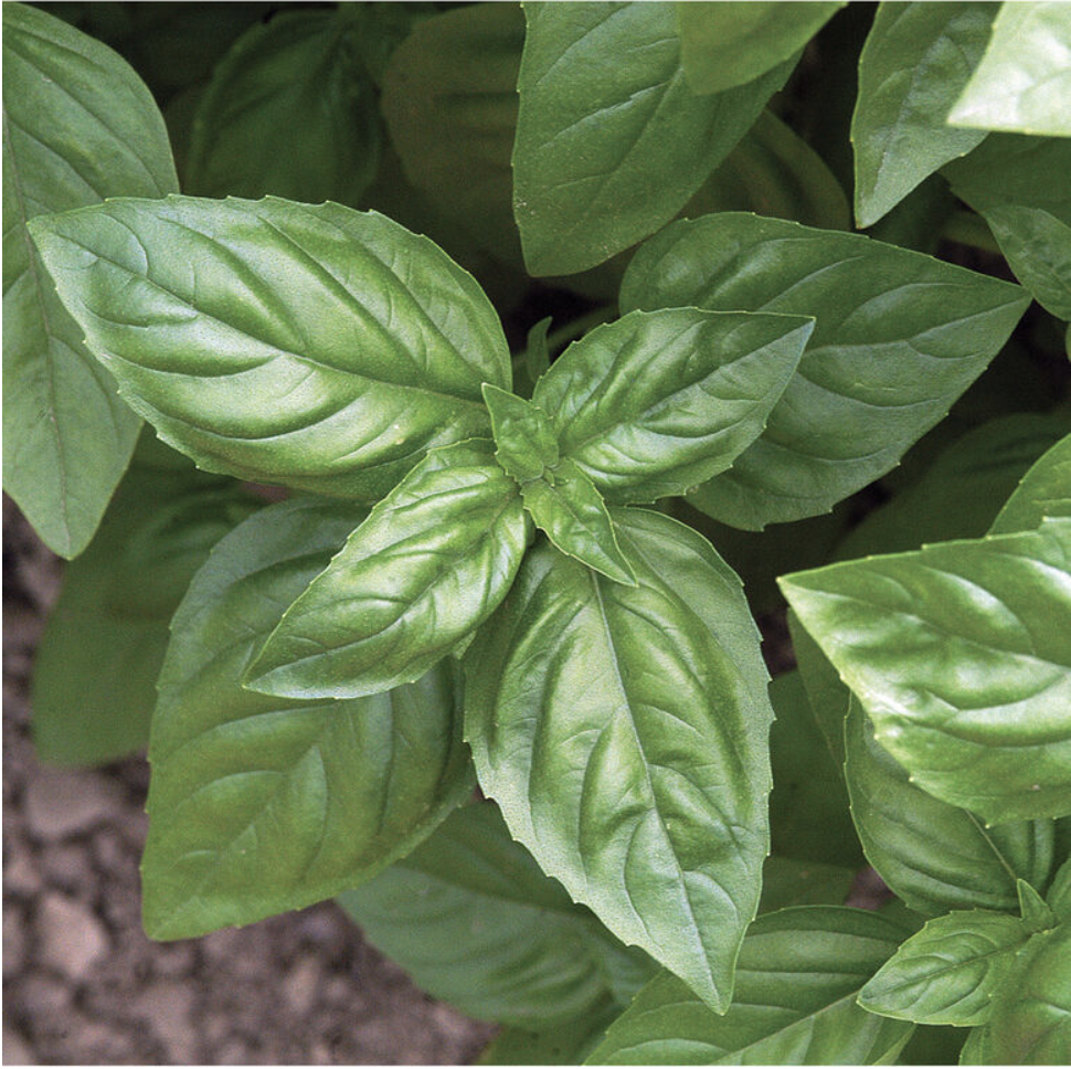 Basil