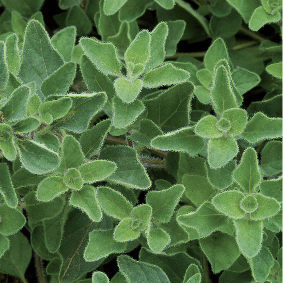 Oregano