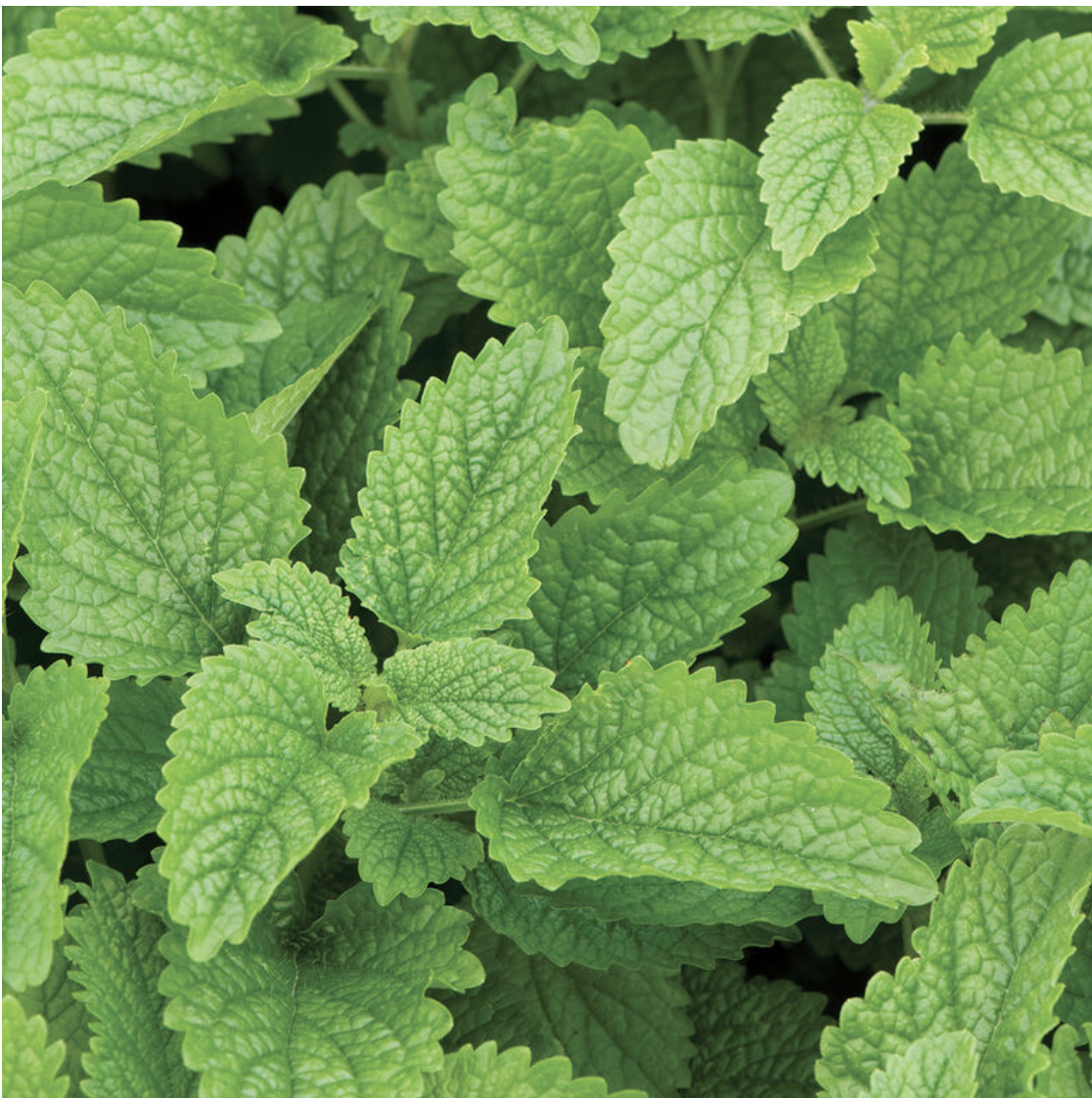 Lemonbalm