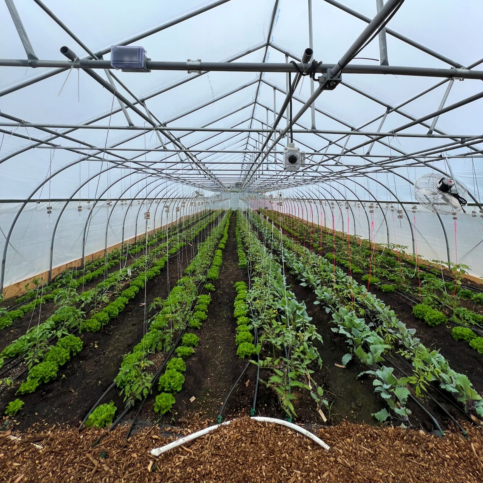 Tomato house is looking good. Interplanted crops soon to be out and trellising soon to begin!