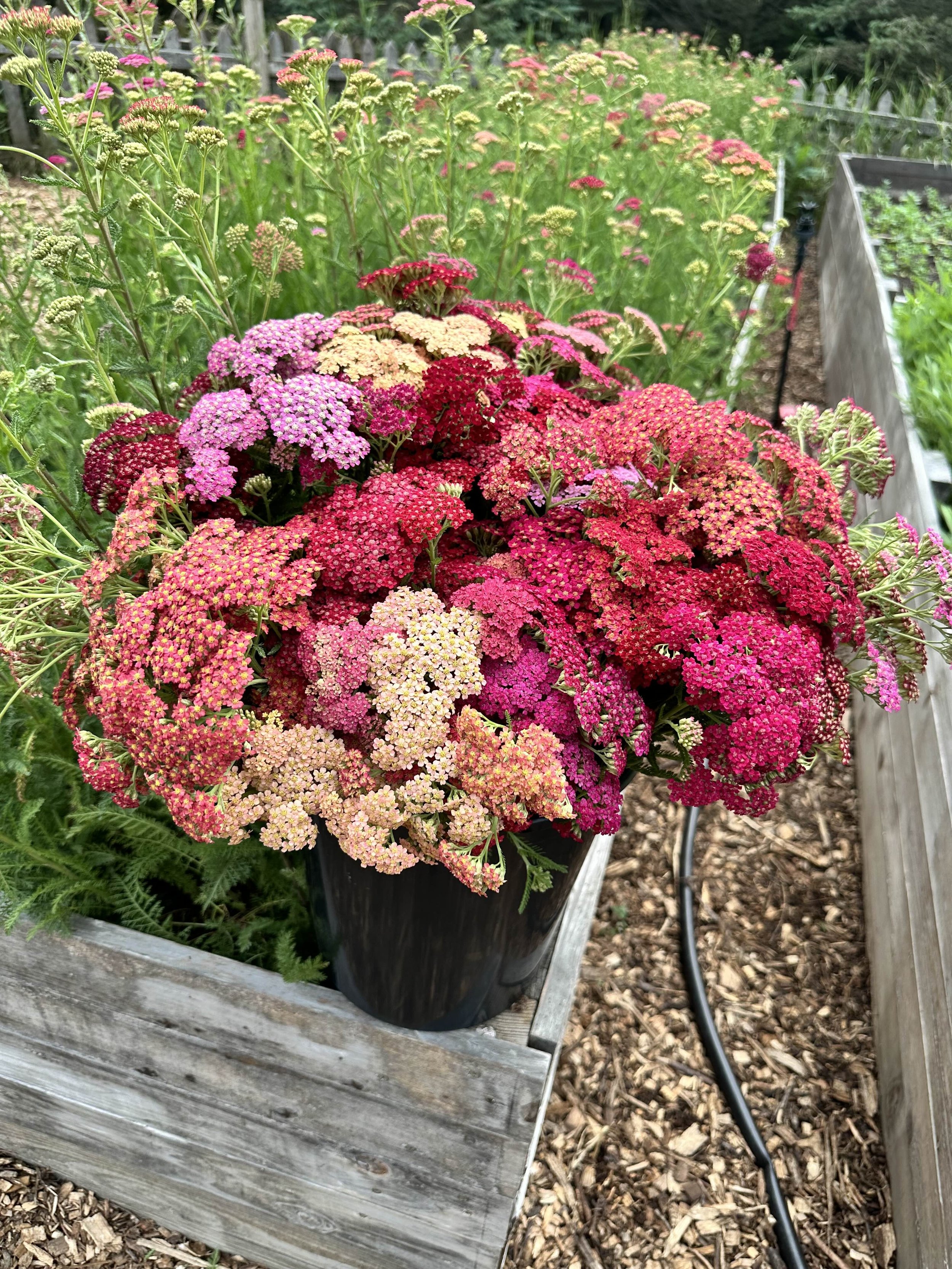 Yarrow Bouquet