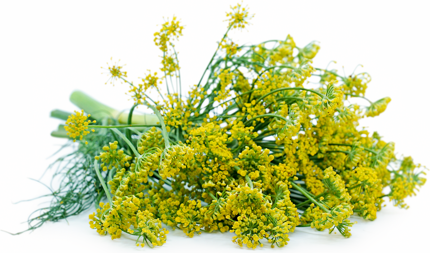 Dill Flowers