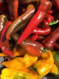 Italian Frying Pepper