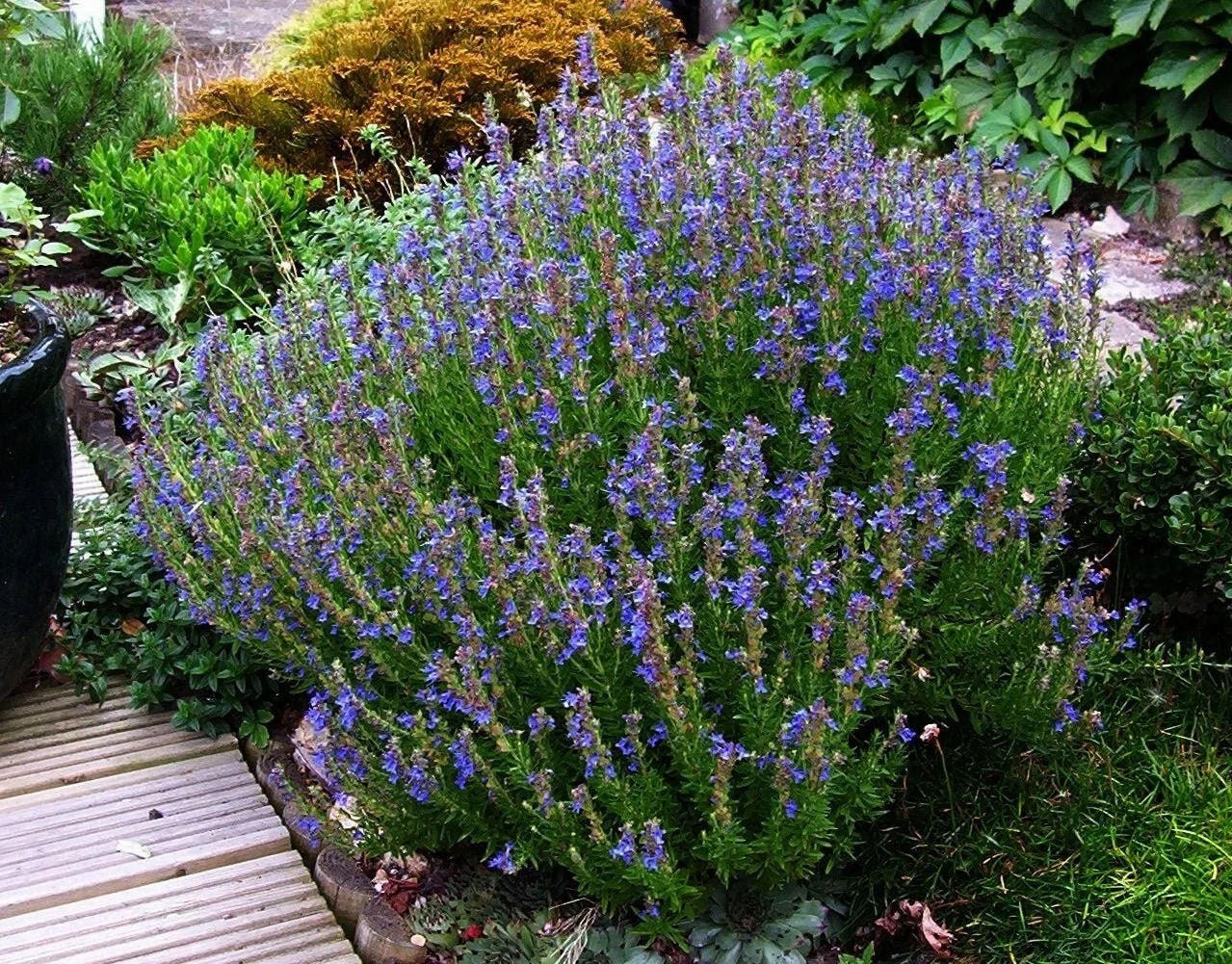 True Hyssop