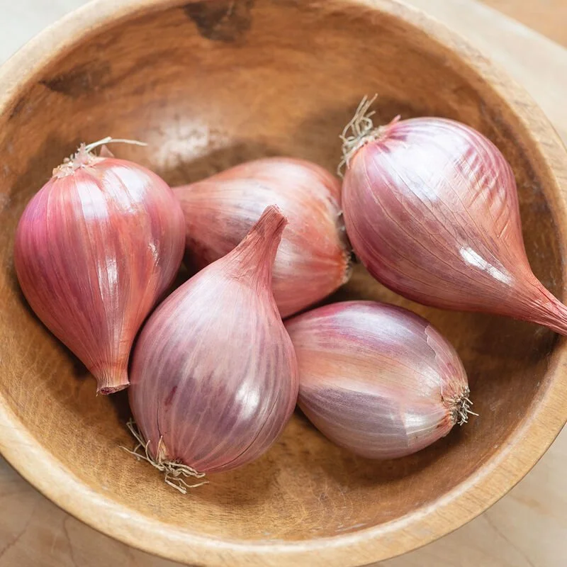 Shallot