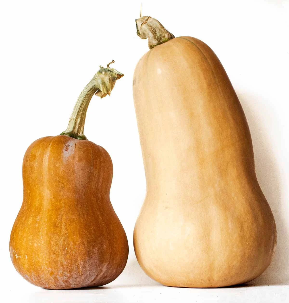 Butternut Squash