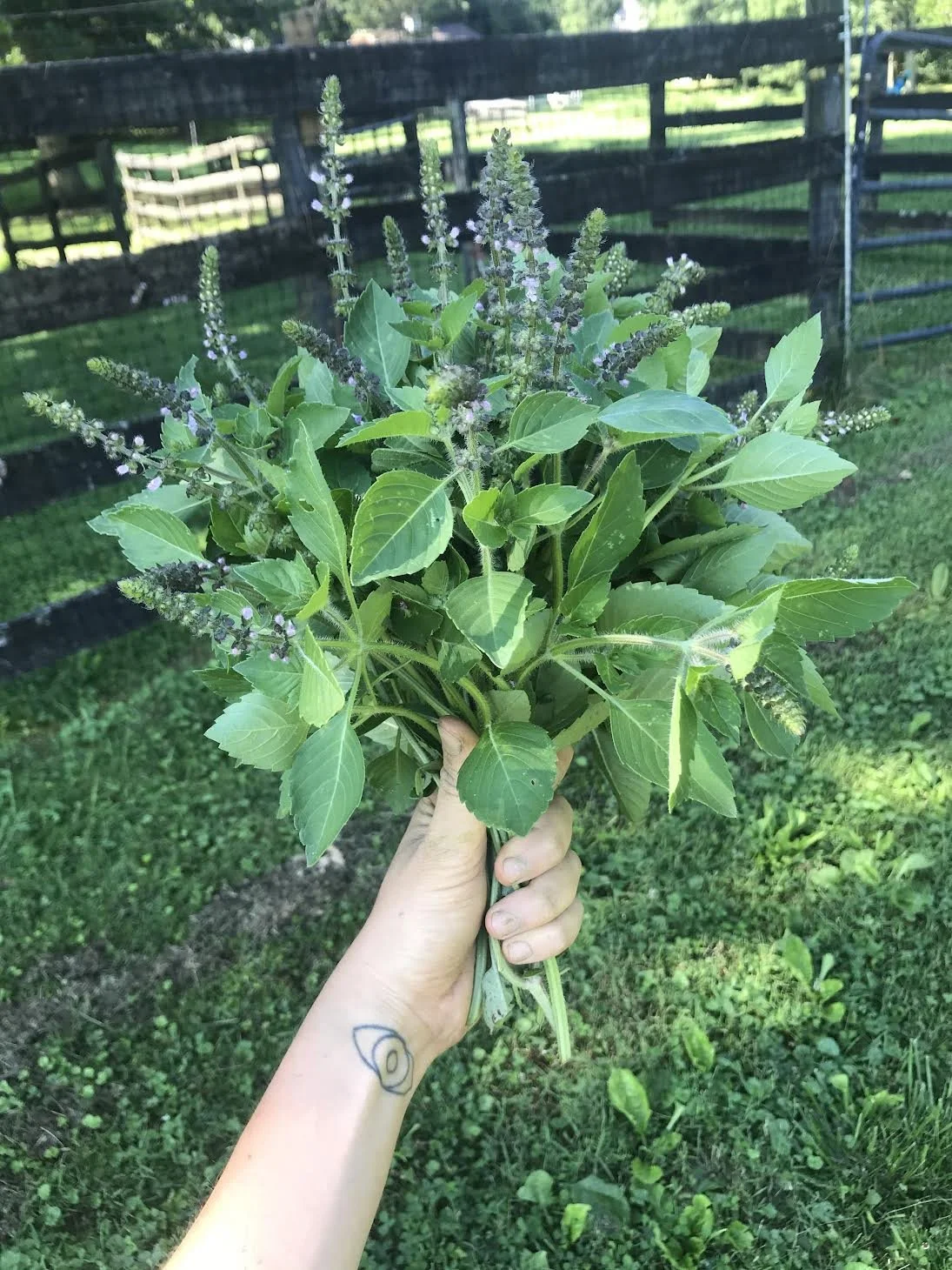 Holy Basil