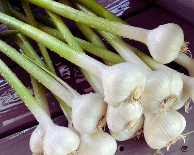 Fresh Garlic Bunch