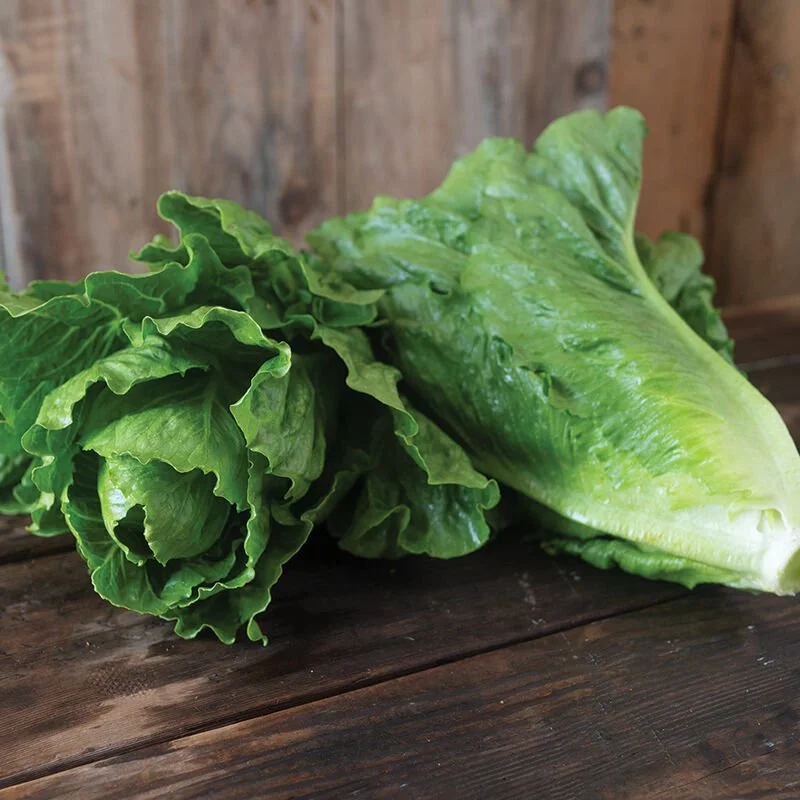 Romaine Lettuce
