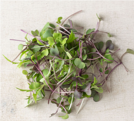 Brassica Microgreens