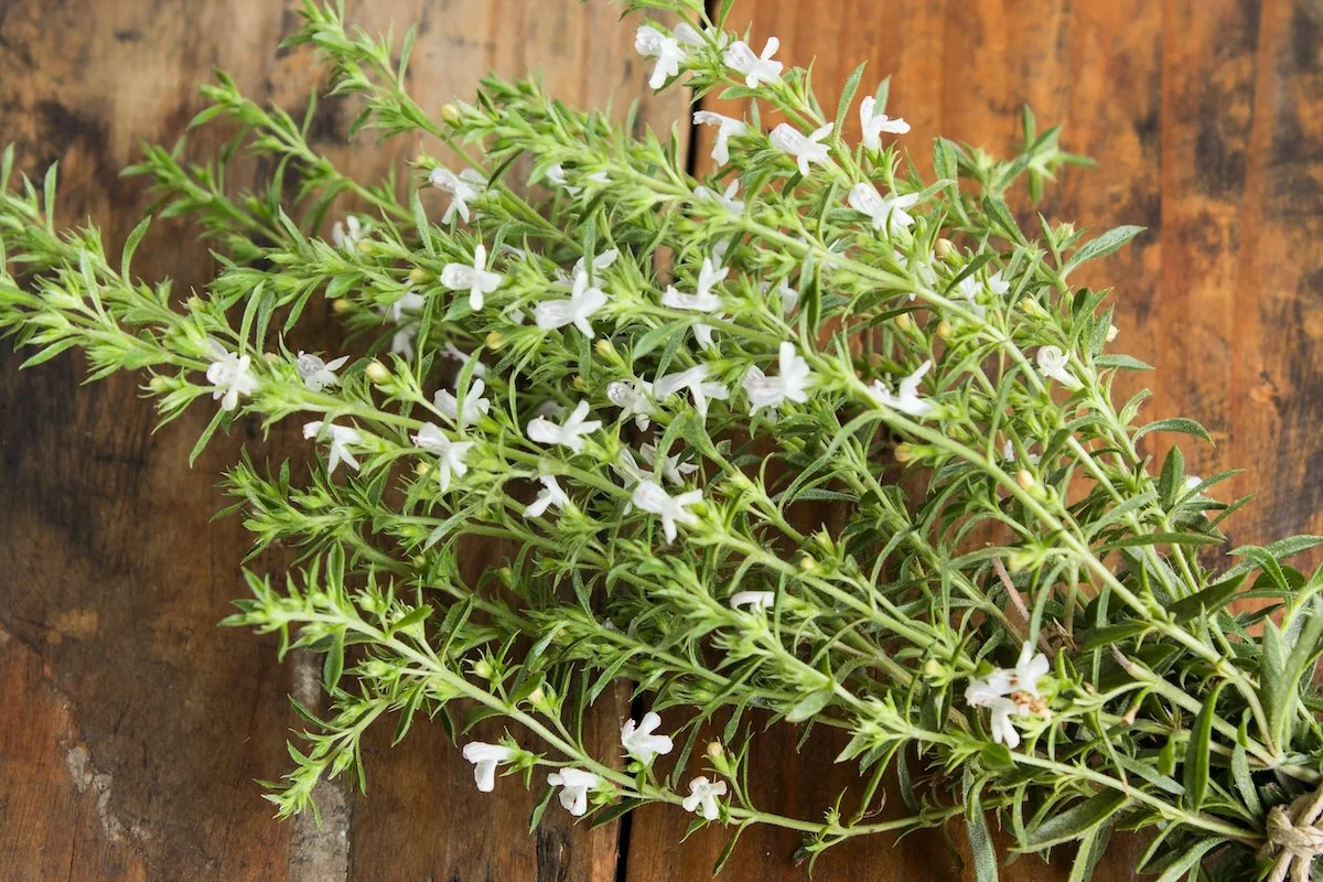 Summer Savory