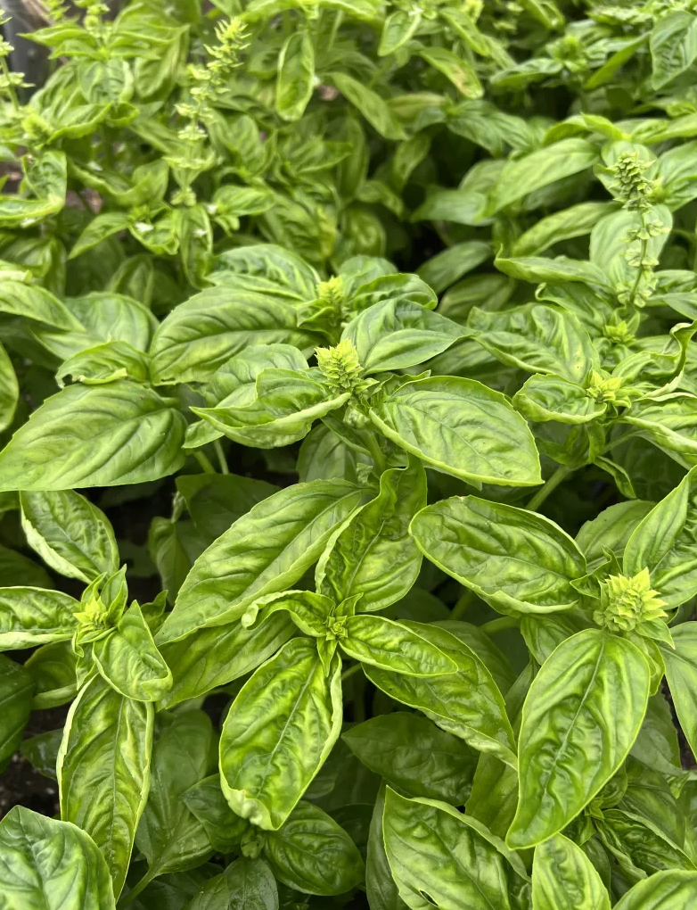 BULK BASIL (1 LB)