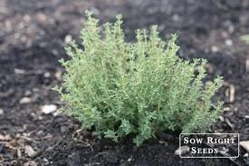 Thyme Start