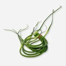 Garlic Scapes