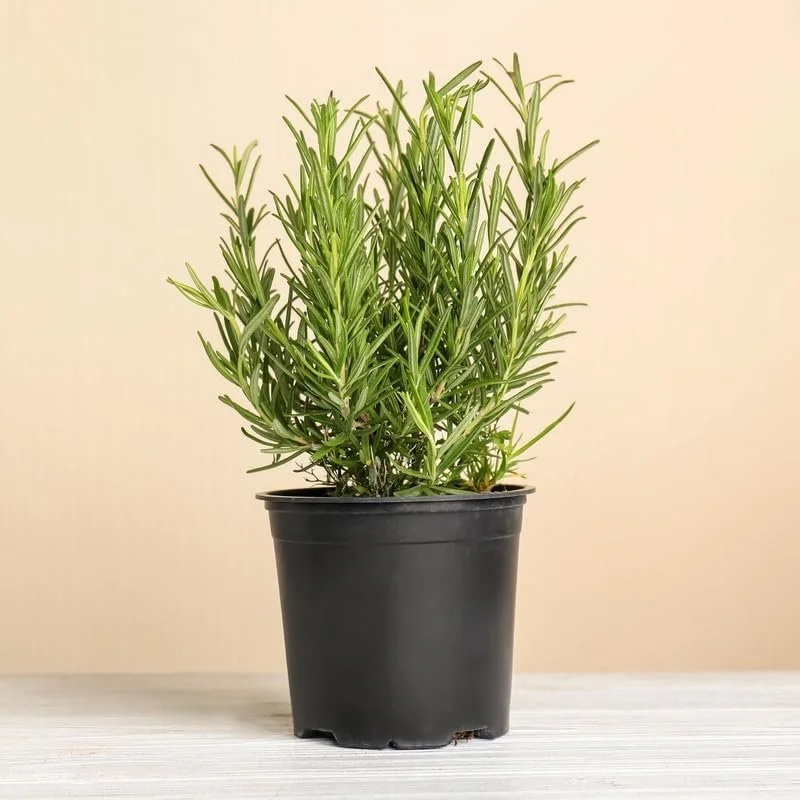 Rosemary Start