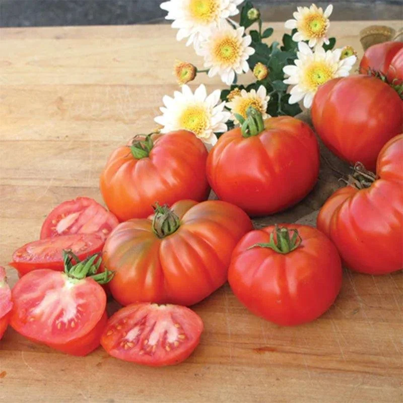 SNV1529-TomatoGrandma_sPick-3.jpg