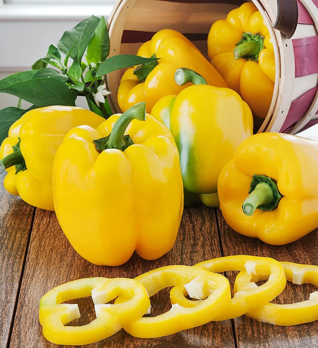 Yellow Bell Pepper