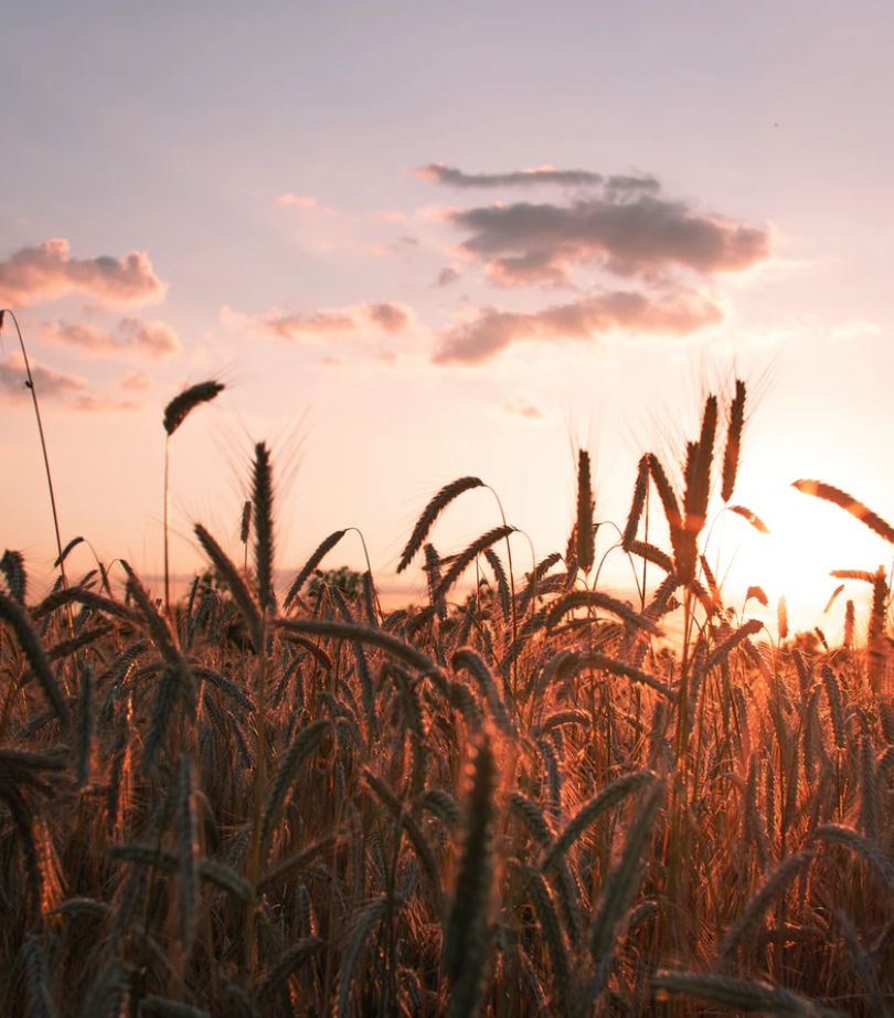 Understanding the need and purpose for crop rotation gives a clear vision of how unsustainable many modern farming techniques are.