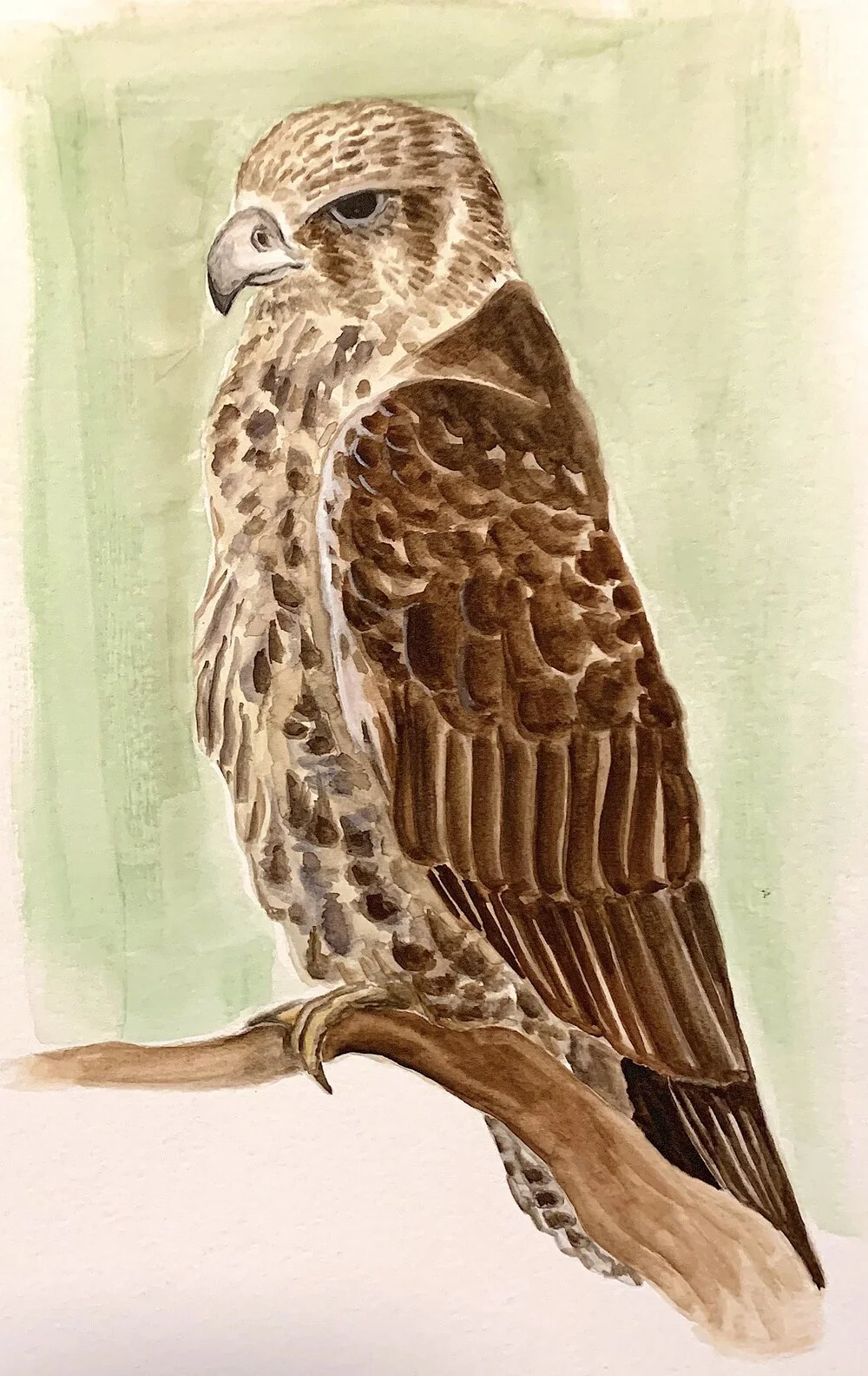 Spot watercolor and gouache painting of a Gyrfalcon