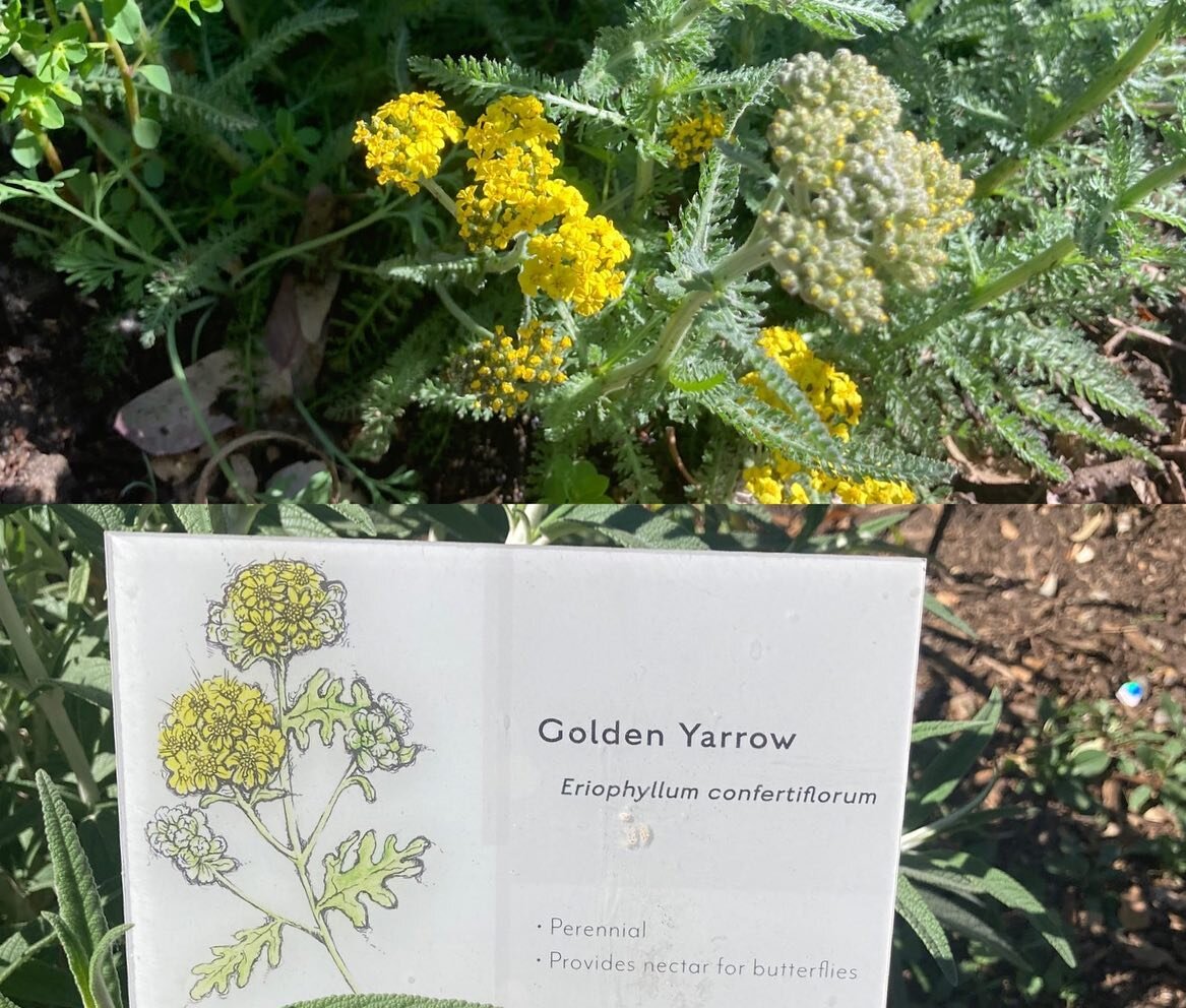 Spring is right around the corner!
Swipe for details about how to care for this beautiful plant found in our native garden at Los Rios Park.

.⁣
.⁣
.⁣
.⁣
.⁣
#canativeplants #garden #flowers #goinnative #landscaping #garden #gardens #gardenlife #garde