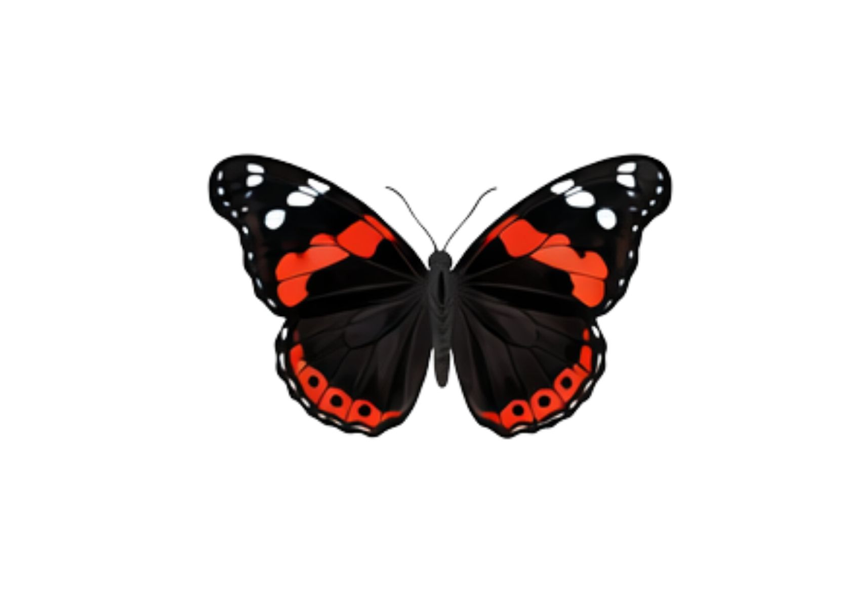 Red Admiral