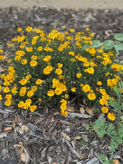 image1 (1).jpeg