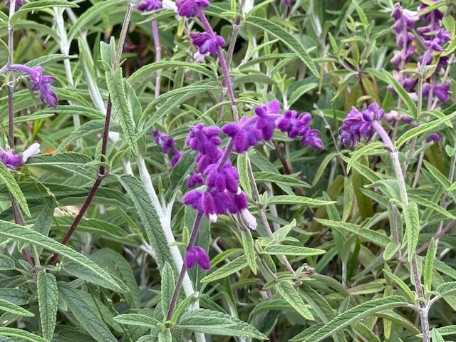 IMG_1421.jpg