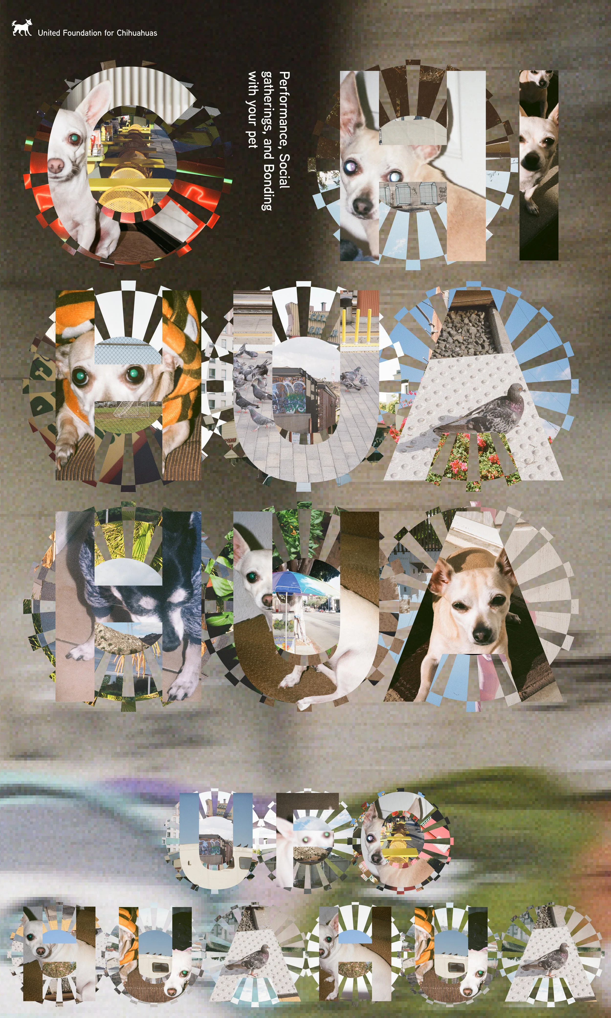Chihuahua-2.jpg