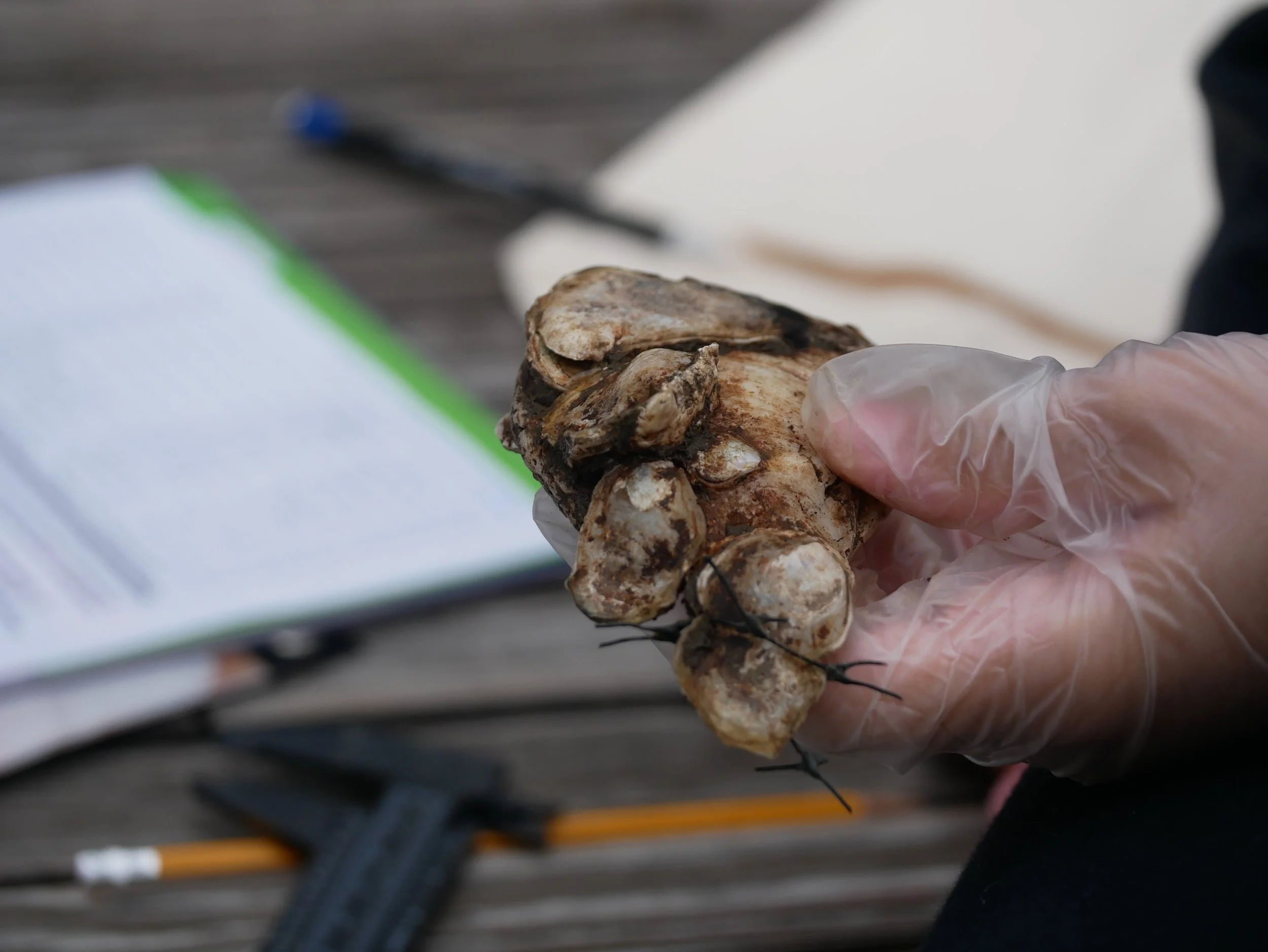 oyster in the hands of a student