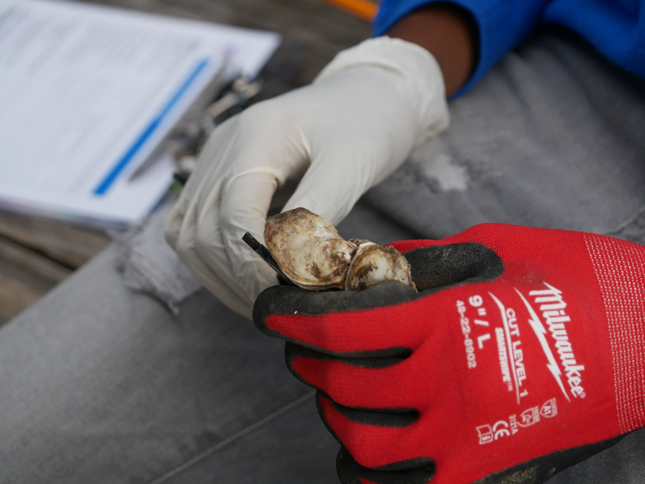 student holds oyster with gloves