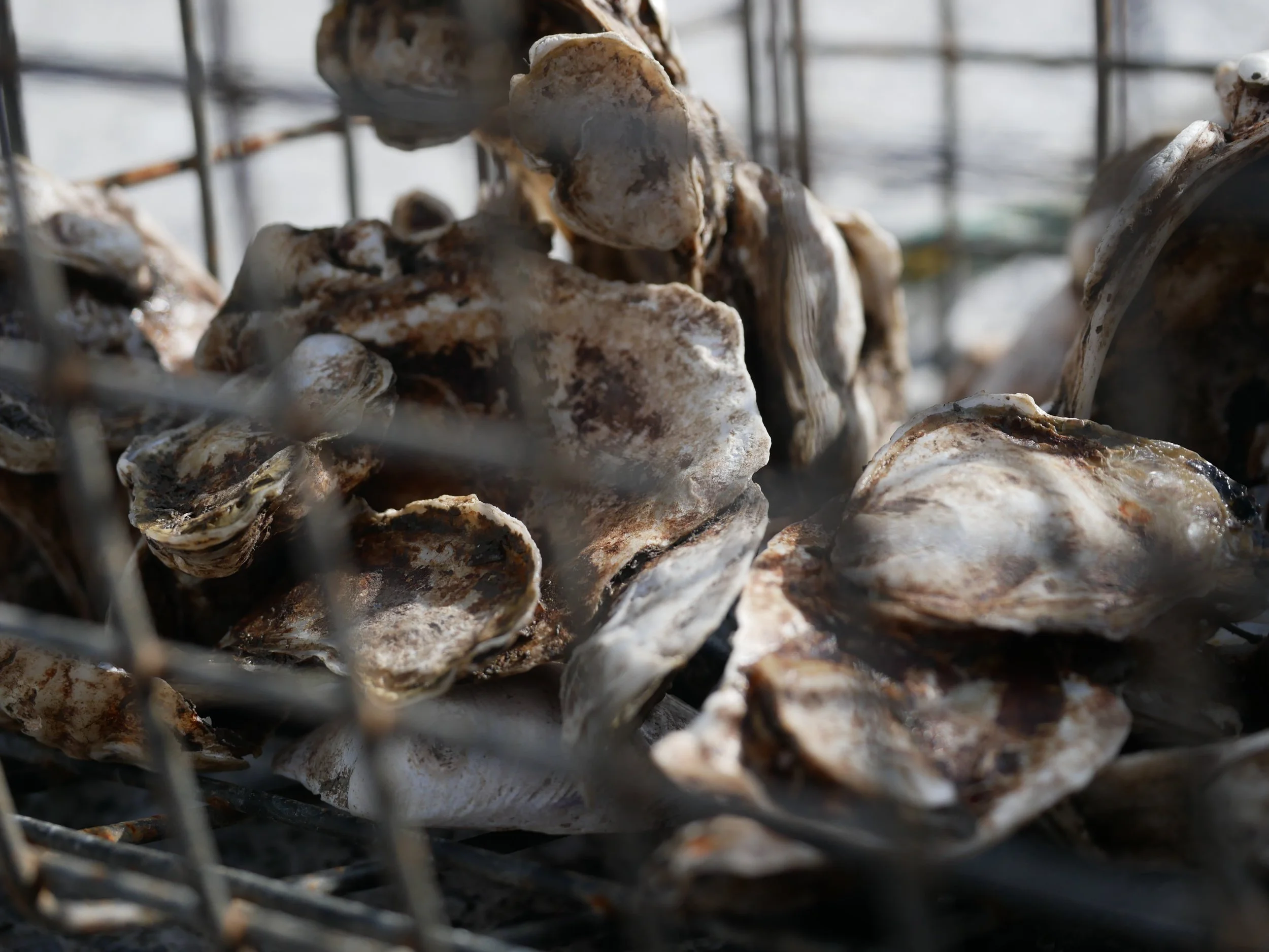 oysters in the cage