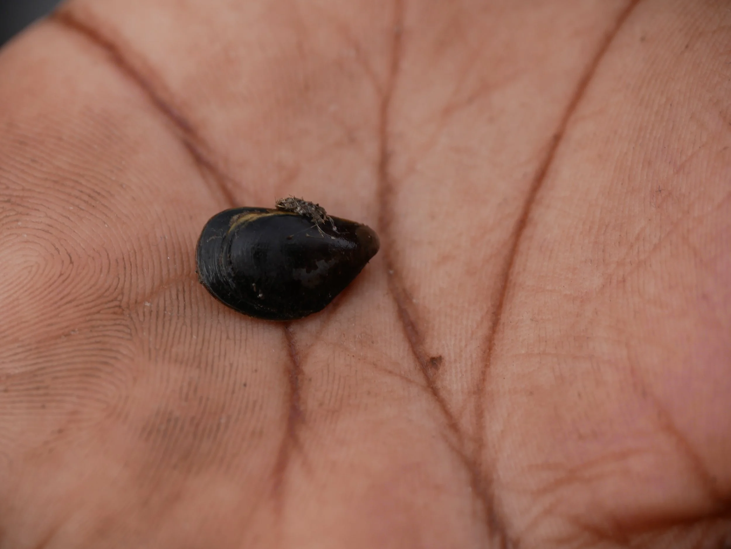 student holds a mussel