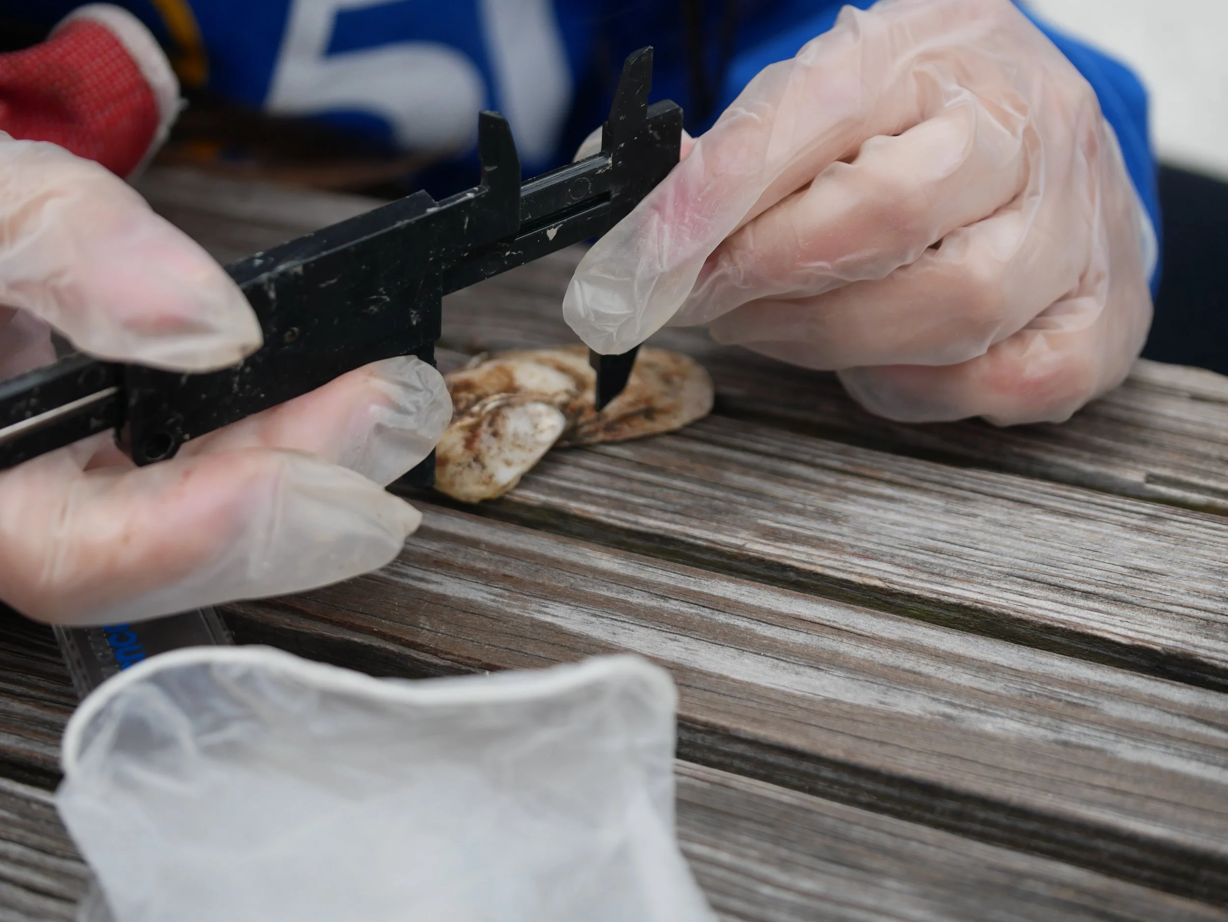 calipers being used to measure an oyster