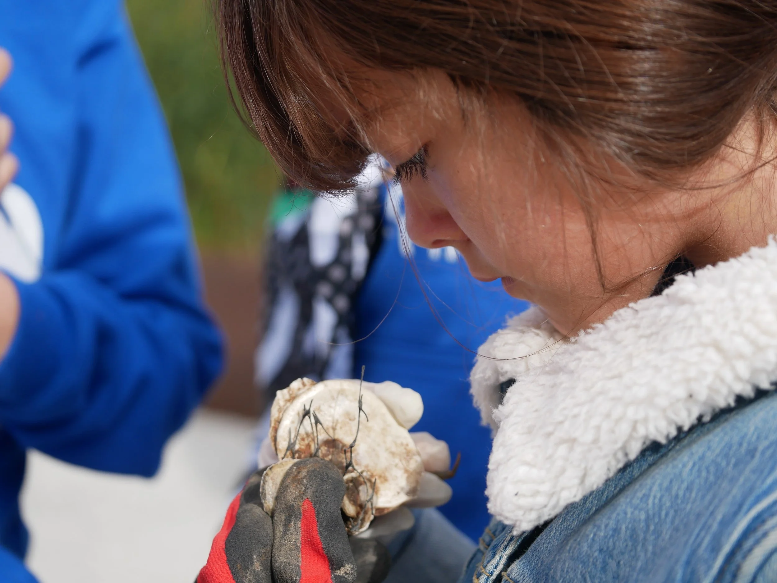 student looks closely at an oyster