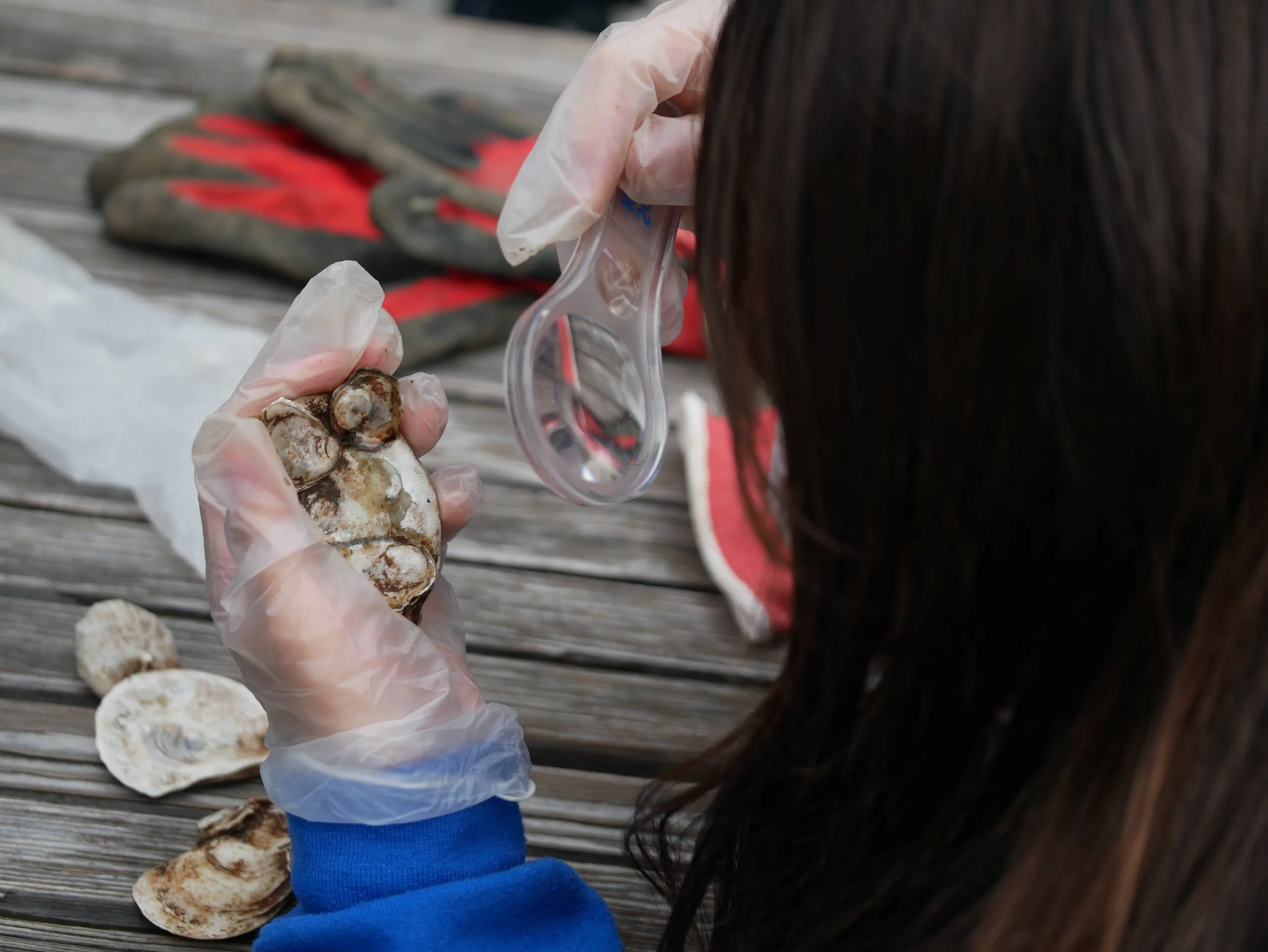 student looking at an oyster through a looking glass