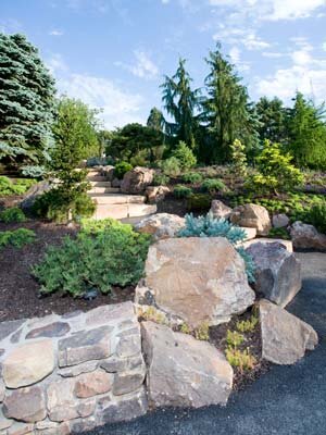 Botanic Gardens - tired evergreen garden