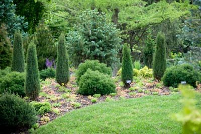 Botanic Gardens - evergreen garden